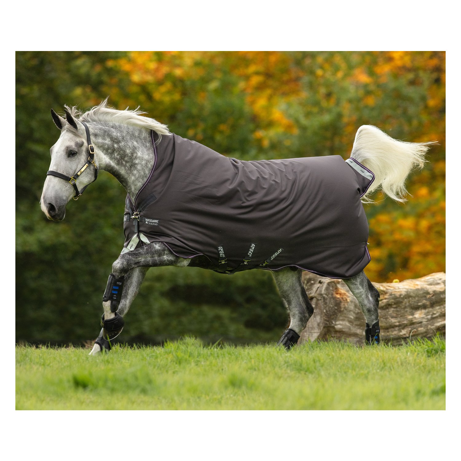 Horseware Outdoordecke AMIGO Bravo 12 Wug Medium - excalibur/plum & silver