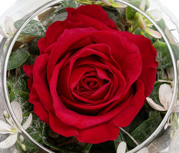 Dehner Kugelglas mit Longlife-Rose Diana, rot,