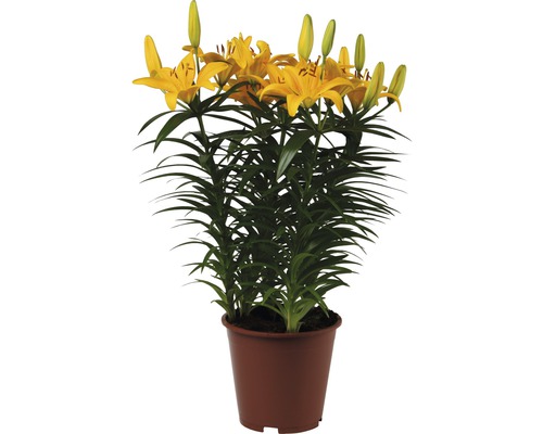 Aziatische Lelie FloraSelf Lilium asiatic Ø 19 cm pot
