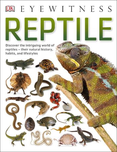 Reptile - DK Eyewitness (Paperback)