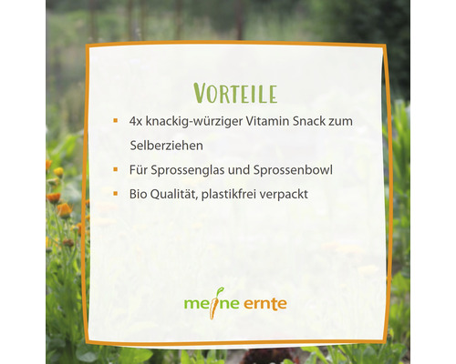 Biologische spruiten, mijn oogst spruitenset 'Breaktime Feast' 4 stuks, rucola, gele mosterd, rode biet en gourmetmix