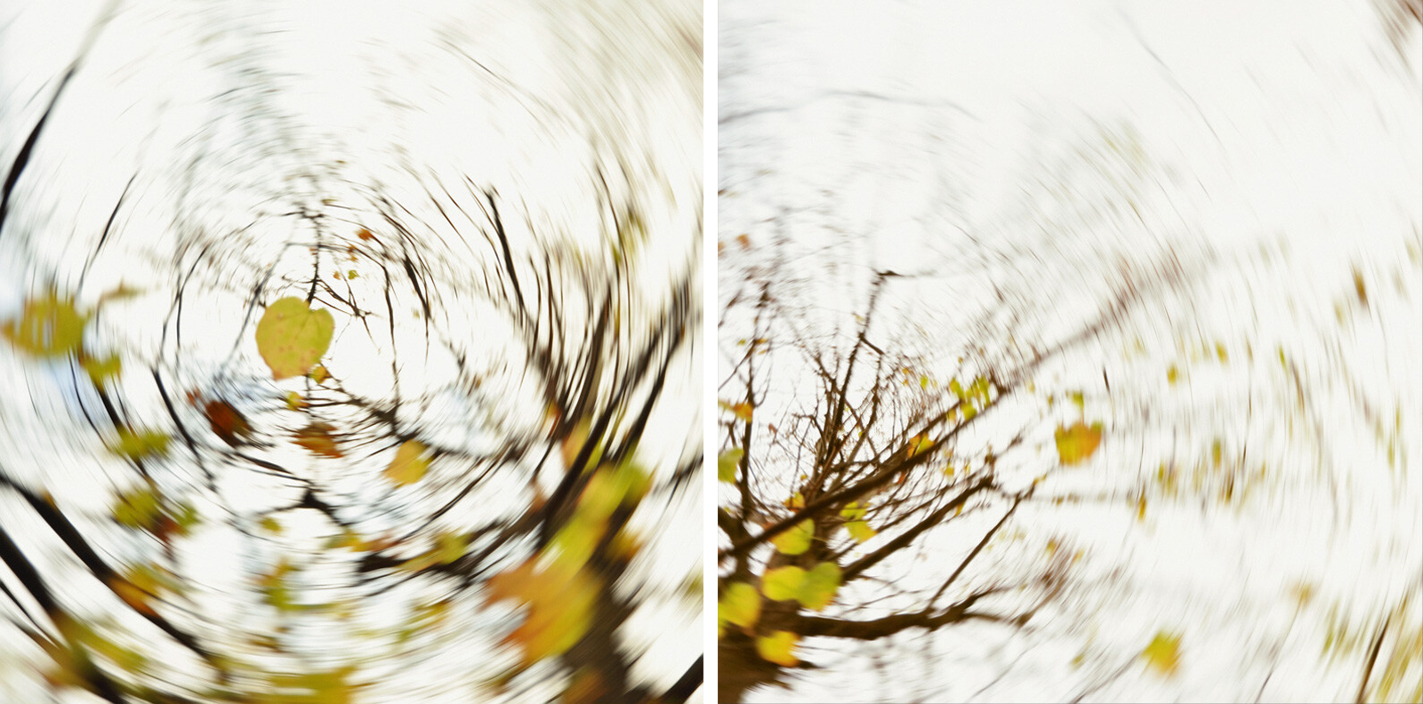 pieces of autumn VIII by Carolin Wolf - Limited Edition. Edition of: 100. Signed.