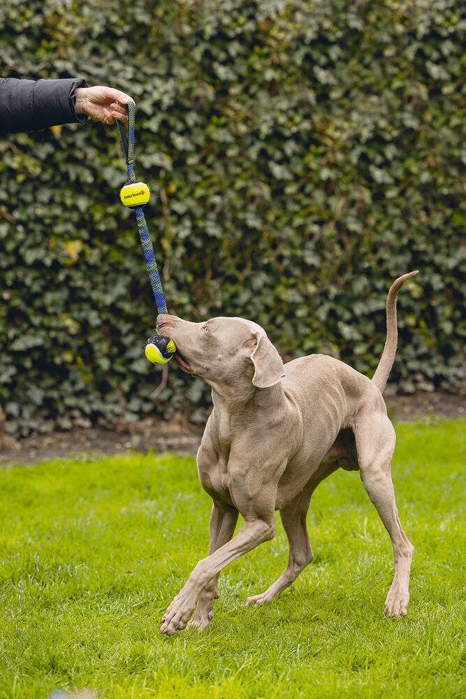 Beeztees Fetch Tennisbal Koord Otis - Apporteren - Hondenspeelgoed - Blauw - 53.5x6.5x6.5 cm