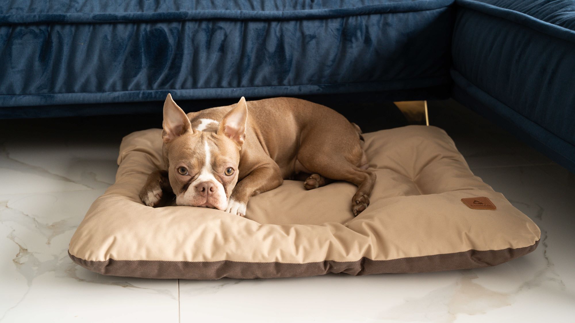Animood Hundebett-Kissen Mort cappuccino L Tierbett Tiersofa