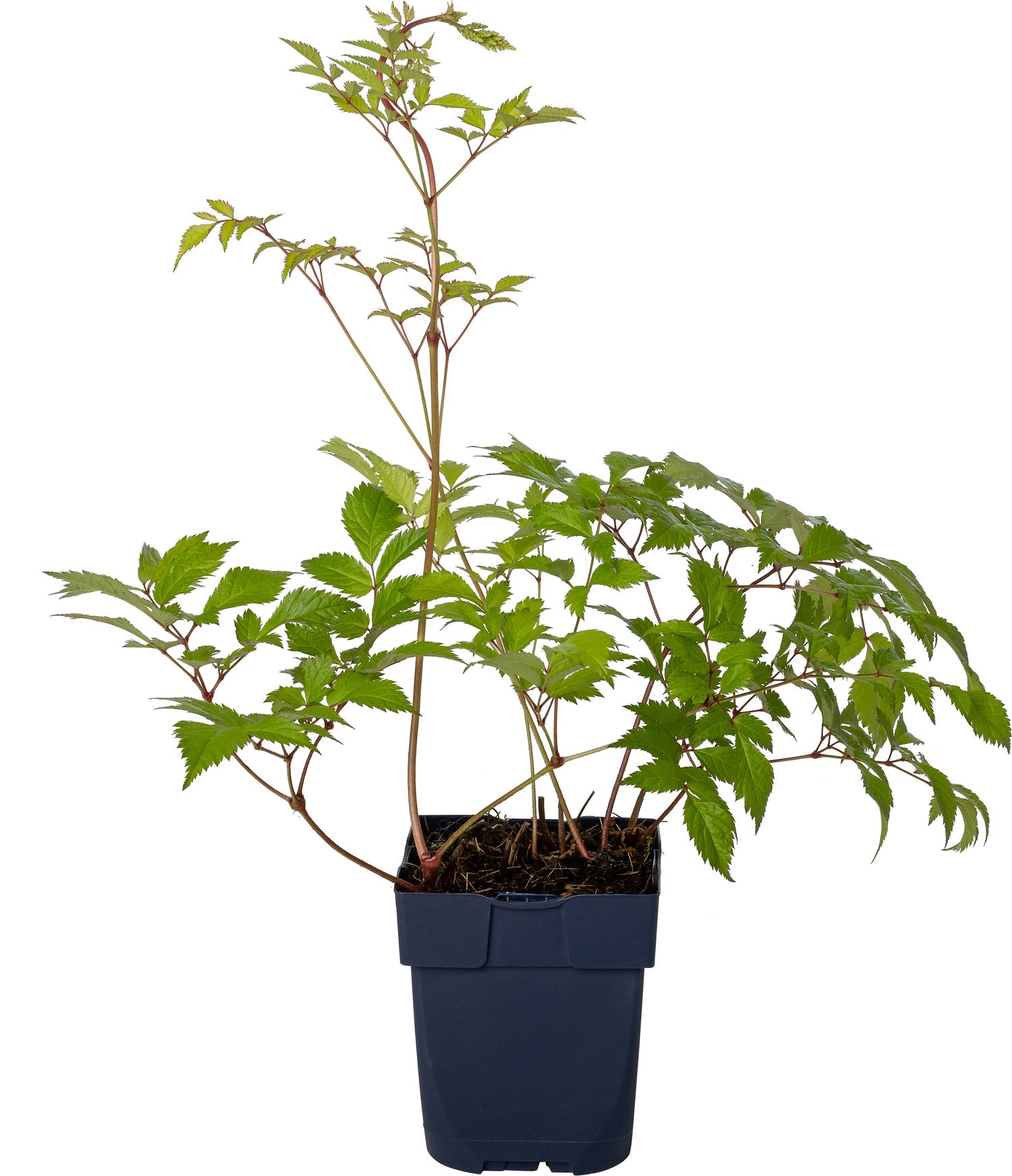Pluimspirea (Astilbe (J) 'Deutschland') D 11 H 20 cm