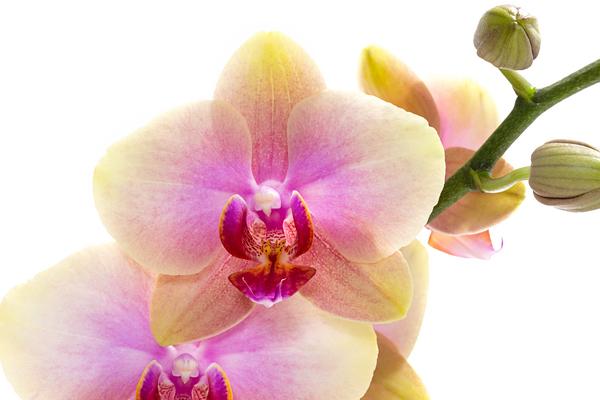 Schmetterlingsorchidee - Phalaenopsis