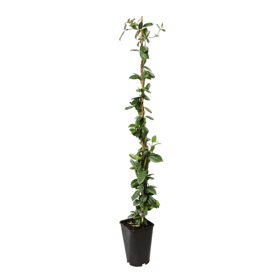 Trachelospermum jasminoides - pot 3L