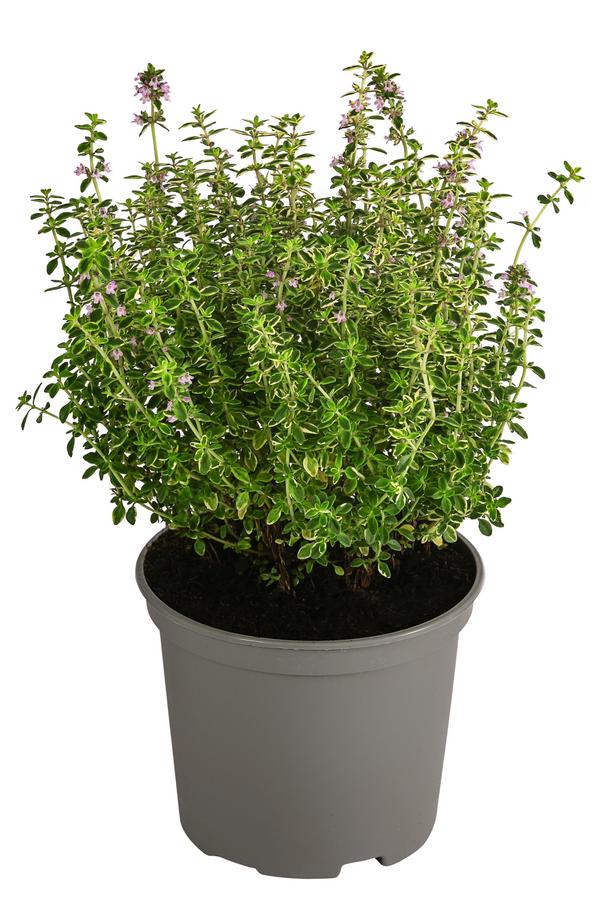Dehner Gourmet Garten Zitronen-Thymian