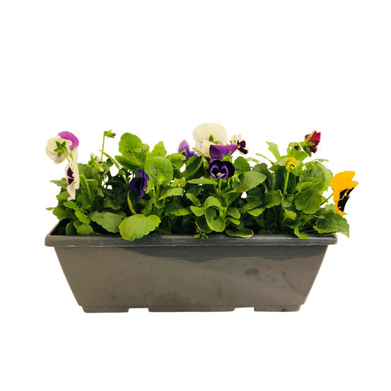 Pensée : Jardinière colorée 40 cm - Coloris variables