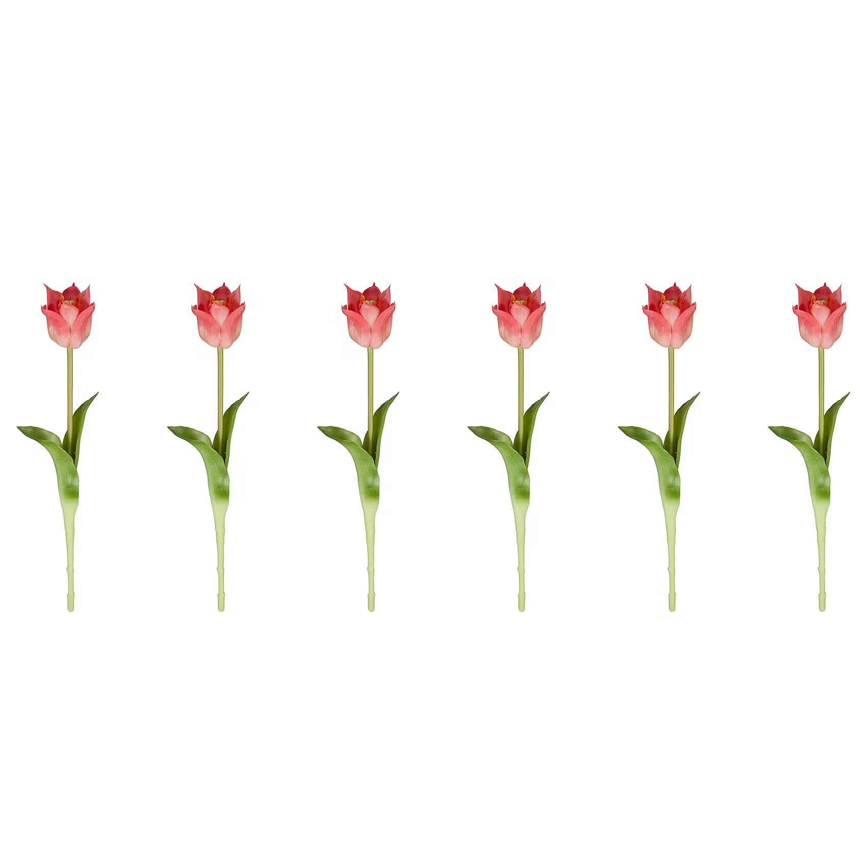 FLORISTA Tulpe 6er-Set