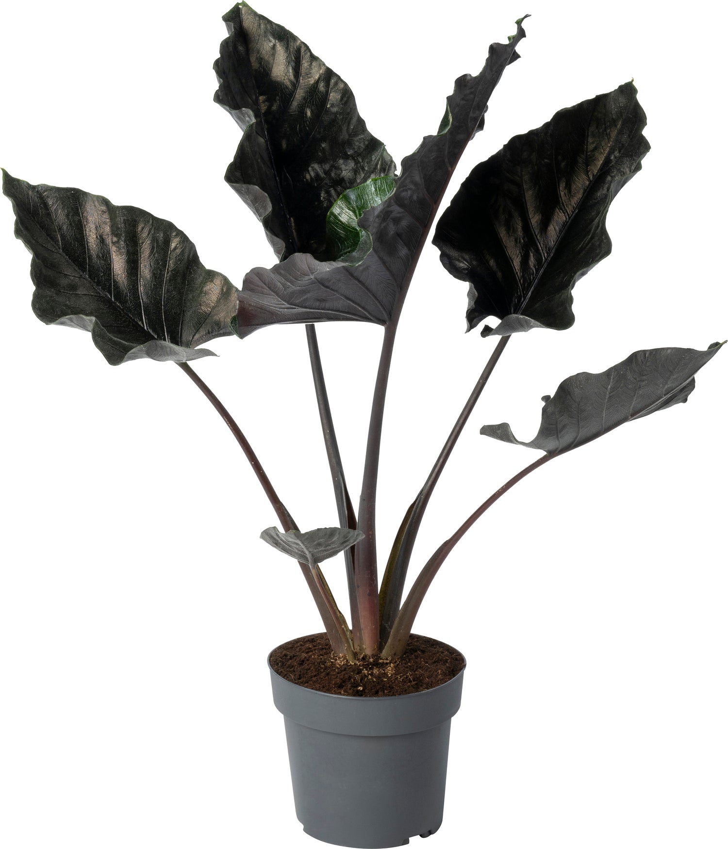 Alocasia (Alocasia chienlii 'Antoro Velvet') D 24 H 90 cm