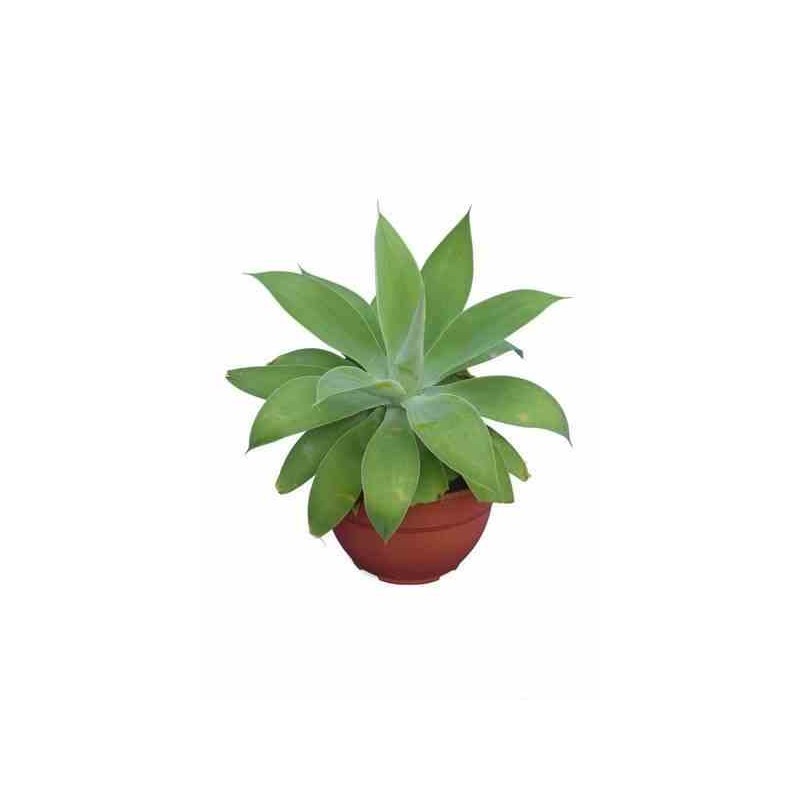 Agave attenuata jaune - taille pot de 70l - 90/100cm
