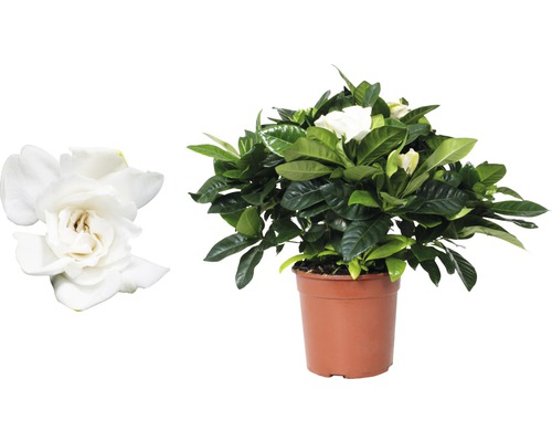Gardenia FloraSelf Gardenia jasminoides H 30-40 cm Ø 13 cm pot