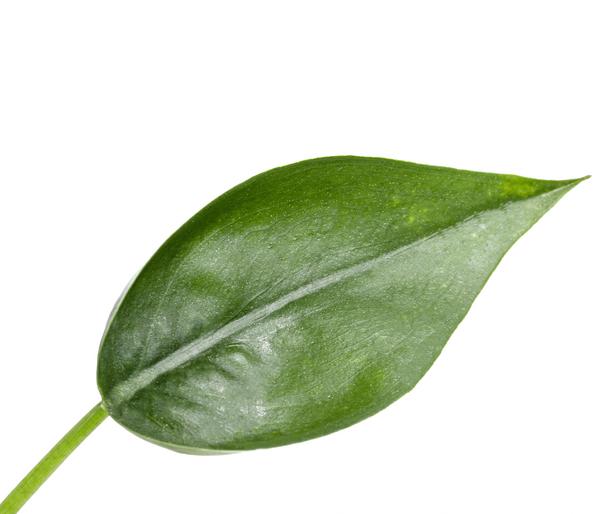 Pfeilblatt - Alocasia cultivars 'Tiny Dancer'