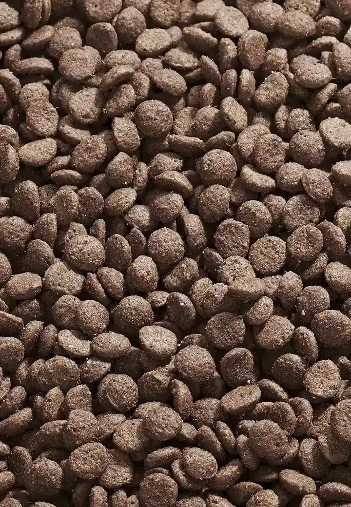 Cat Intestinal Low Fat