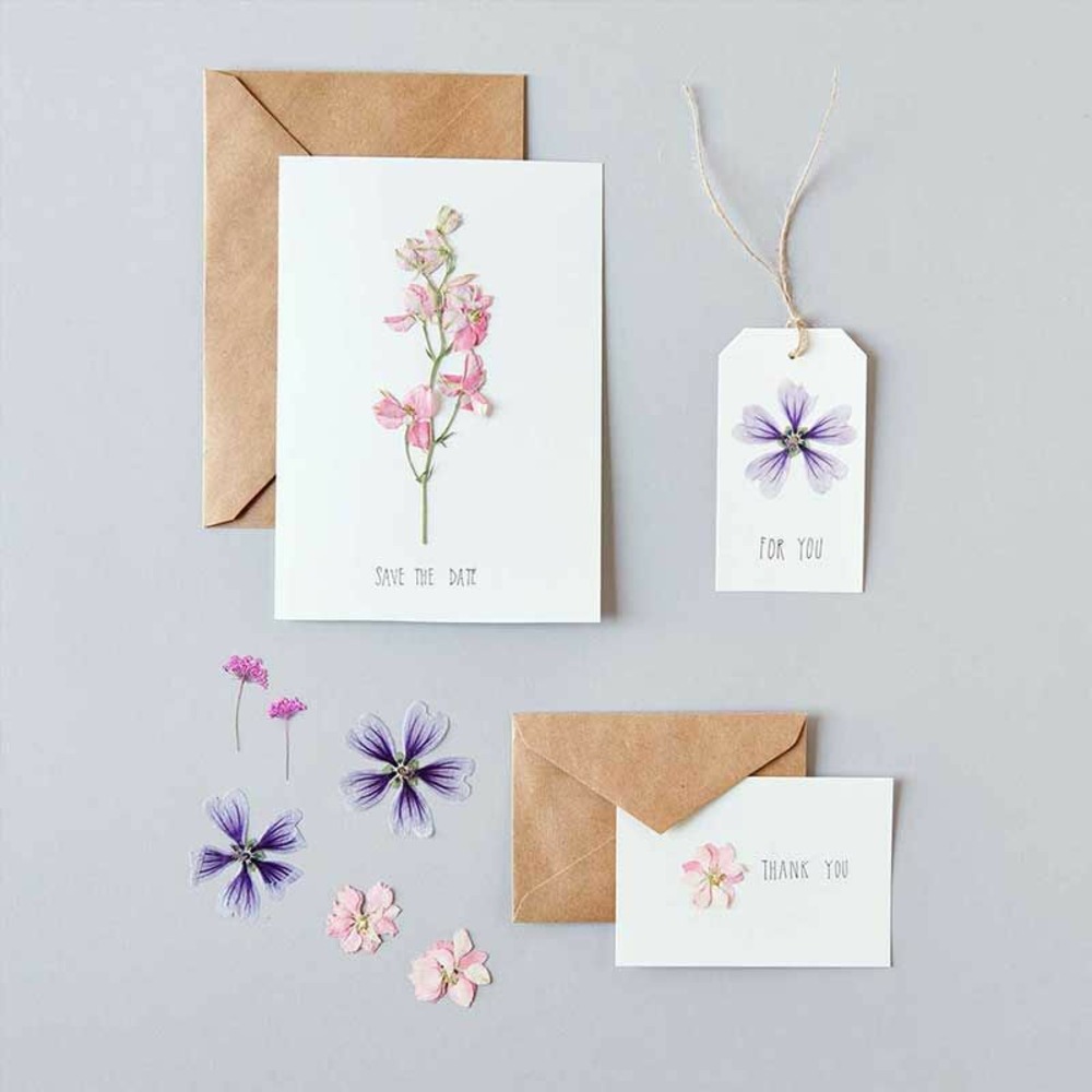 Trémières violettes séchées et pressées