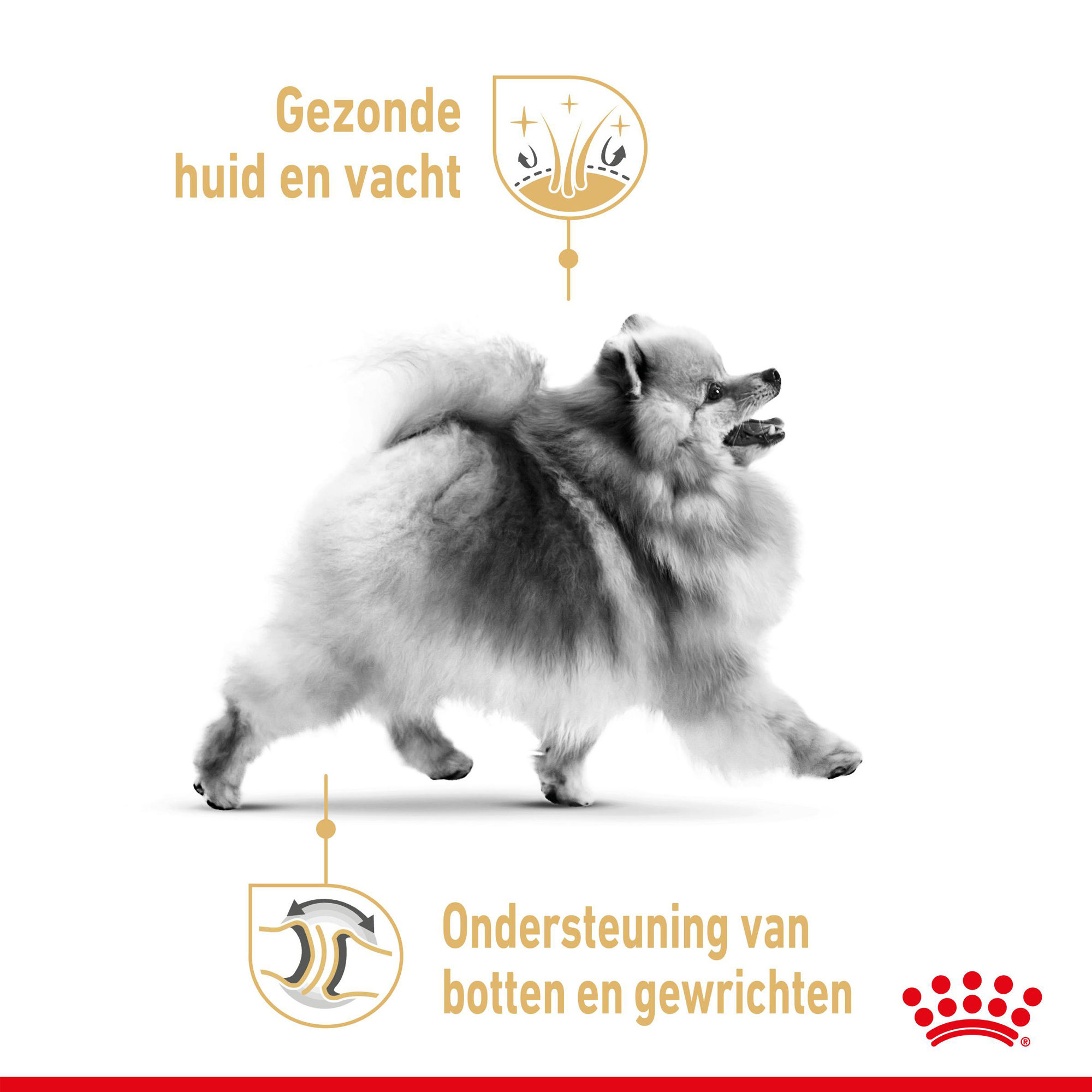 Royal Canin Pomeranian Adult - Hondenvoer