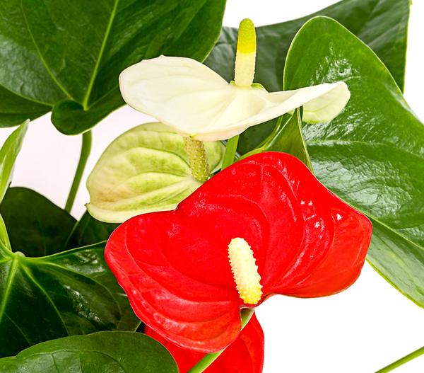 Große Flamingoblume - Anthurium andreanum