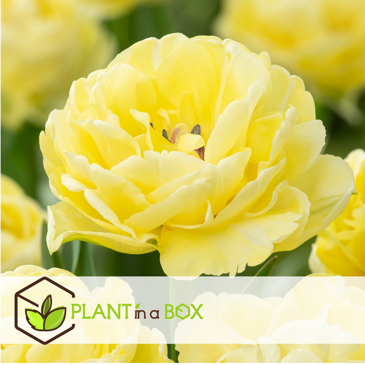 Tulipa avant garde - bulbes de fleurs x21 - tulipes - jaune