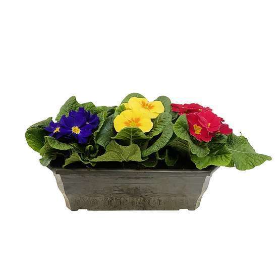 Primevère : jardinière de 25/30 cm