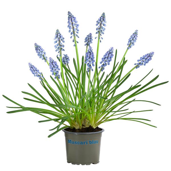 Traubenhyazinthe, blau