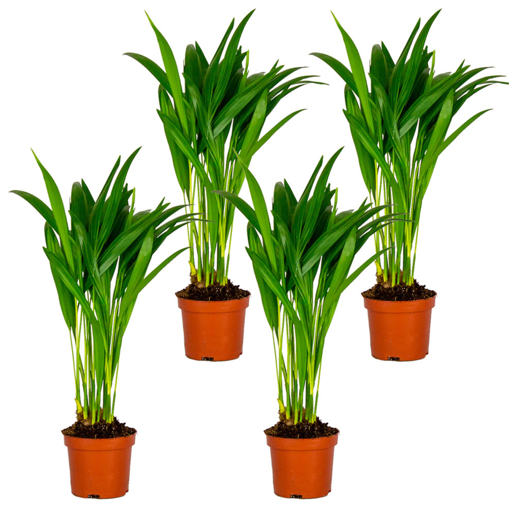 4x dypsis lutescens - palmier dorés - plante d'intérieur - entretien facile – ⌀10,5 cm - ↕25-30 cm