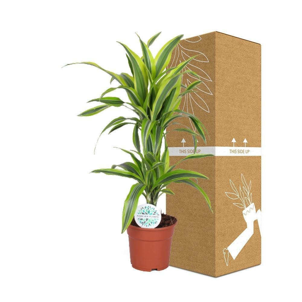 Plante d'intérieur - dracaena 'lemon lime' 65.0cm