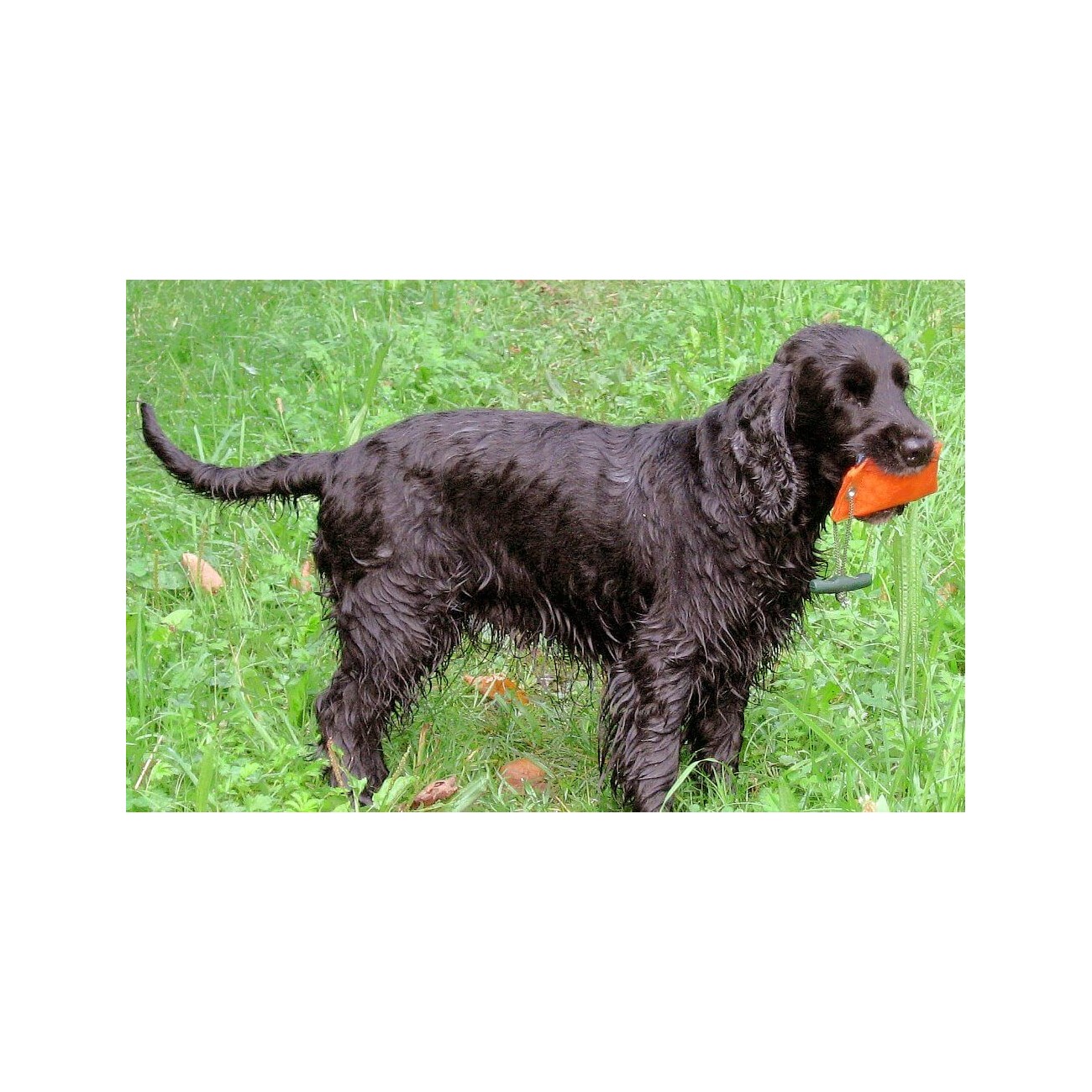 ROMNEYS Dummy Suchen 100g orange