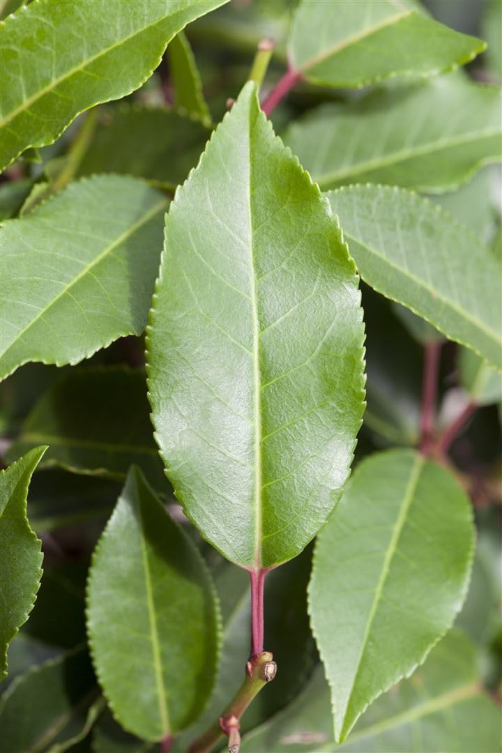 Prunus lusitanica 'Angustifolia' 125-150 cm - Portugiesischer Kirschlorbeer, immergrün, ideal als Hecke, pflegeleicht, winterhart