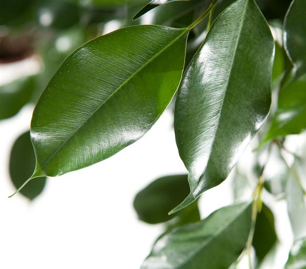 Birkenfeige - Ficus benjamina 'Forever',
