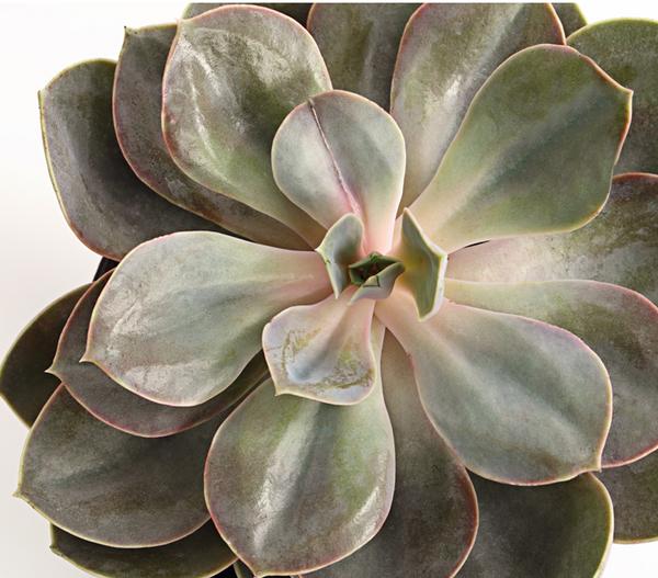 Echeverie - Echeveria Hybride, verschiedene