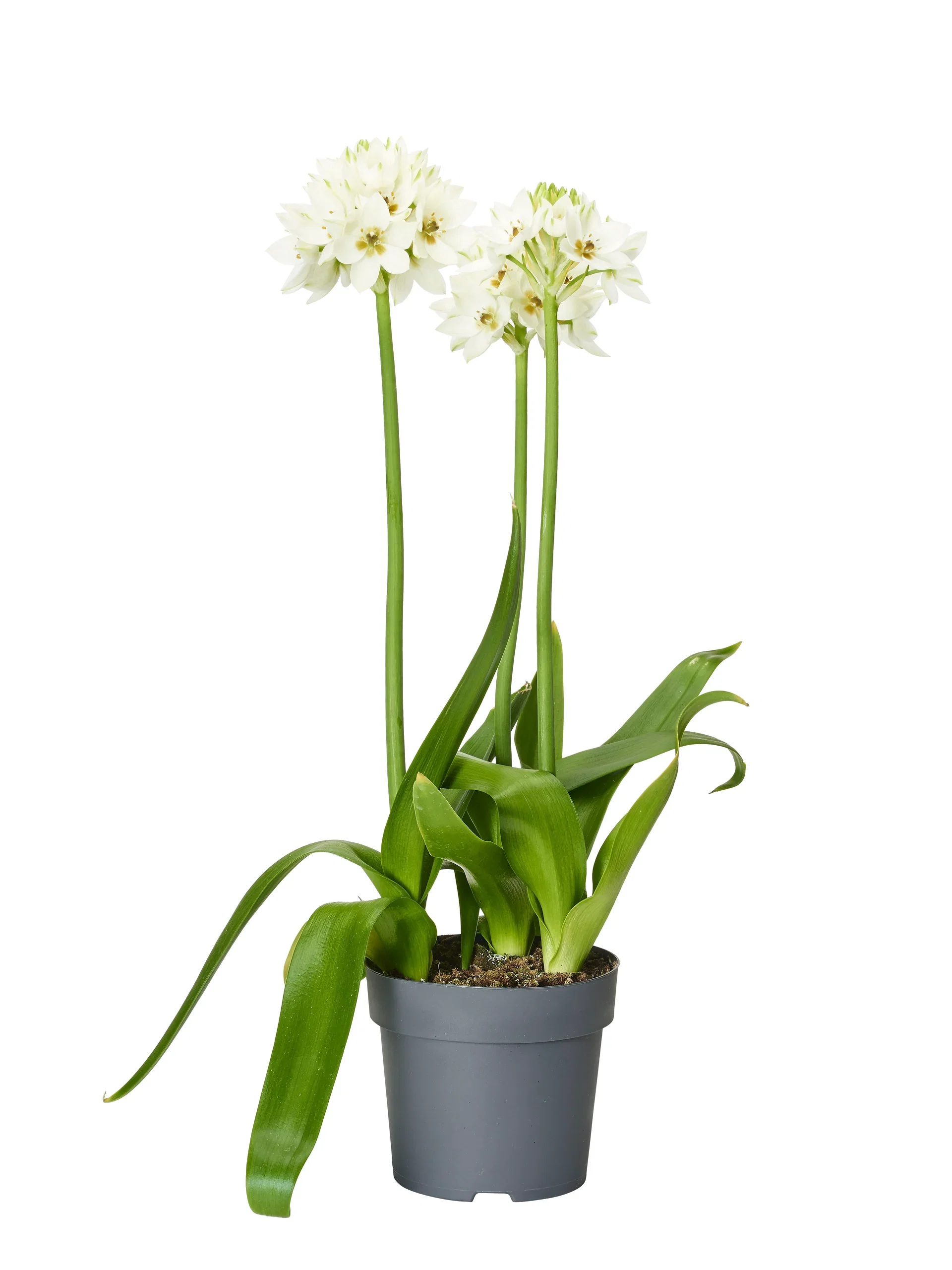 Ornithogalum thyrsoides 'Snowflake' Kappstjerne 'Snowflake' Ø14 cm