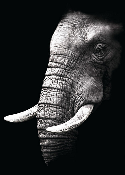 Toile imprimée regard éléphant l.100 x H.140 cm
