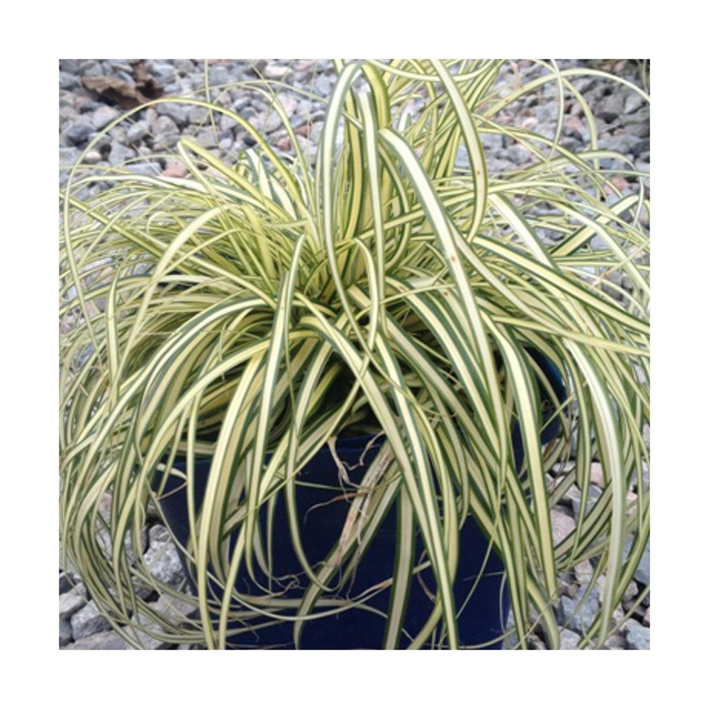 Laîche d'oshima oshimensis evergold/carex oshimensis evergold[-]pot de 7,5l - 60/80 cm