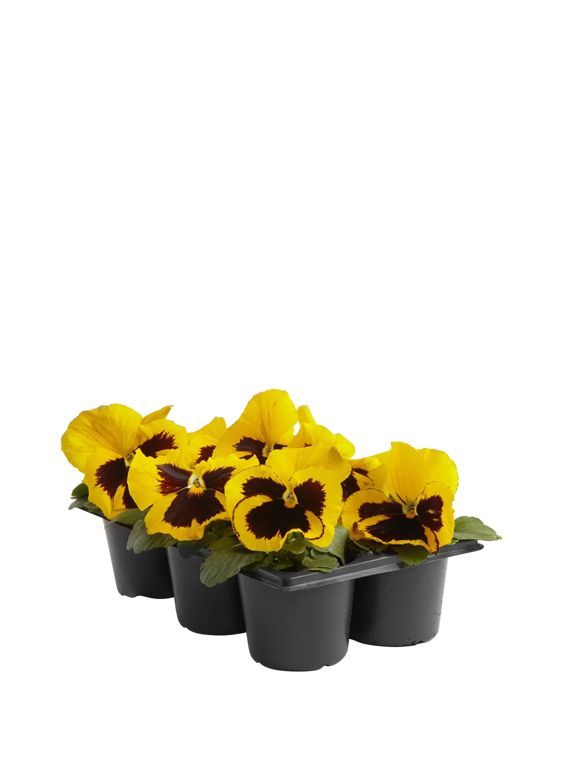 Viola x wittrockiana Stemor storblomstret 6 pk