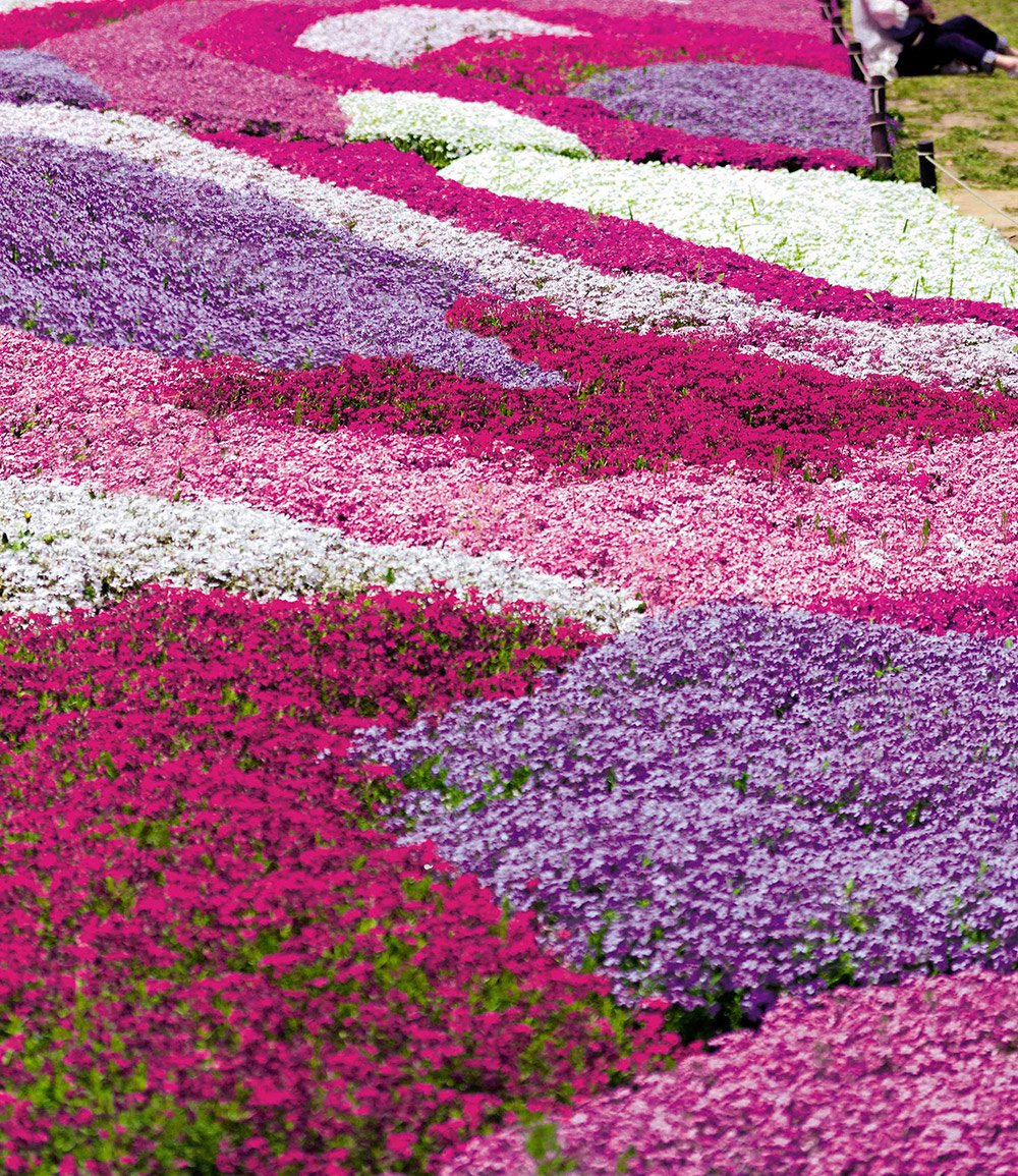 Phlox-Mix 'Flowers of the Sea'