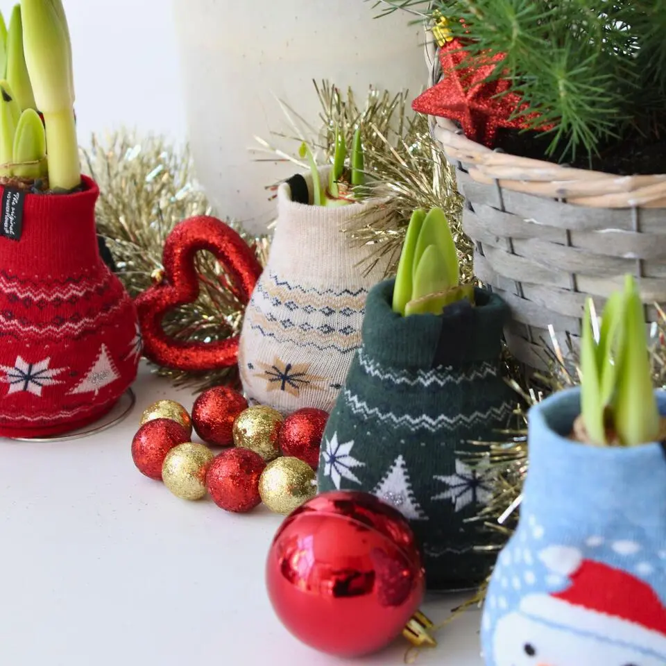 Amaryllis - Set van 3 - Hippeastrum 'Christmas Sweater' - Bloembol - Rood