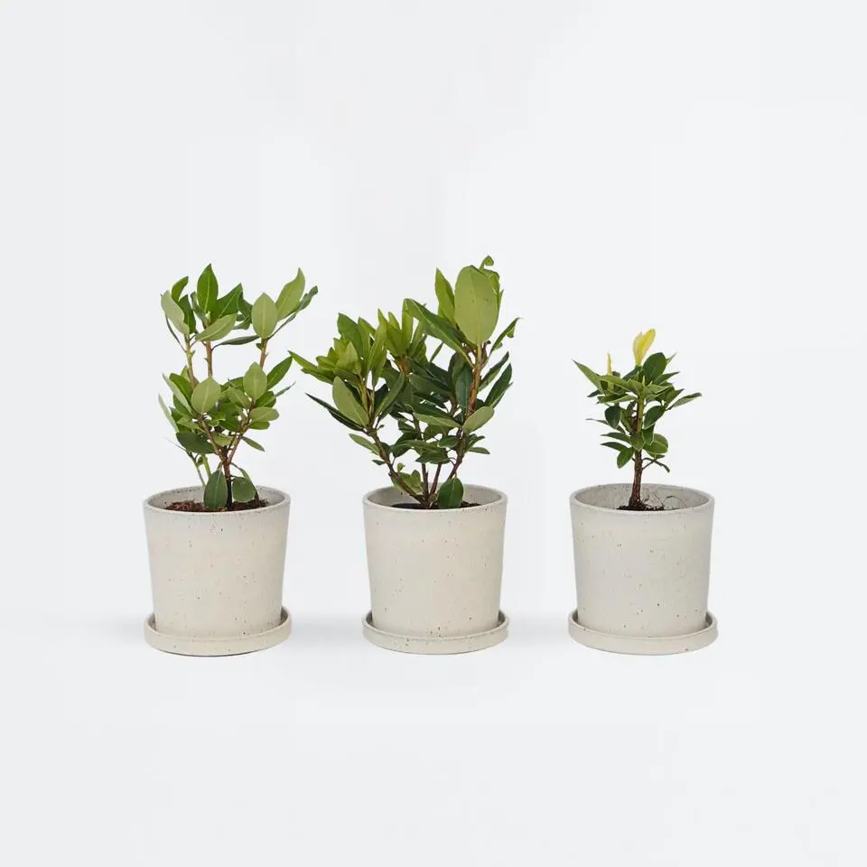 Rhododendrons - Set van 6 - Rhododendron catawbiense - Hoogte 25-40cm - ⌀9cm