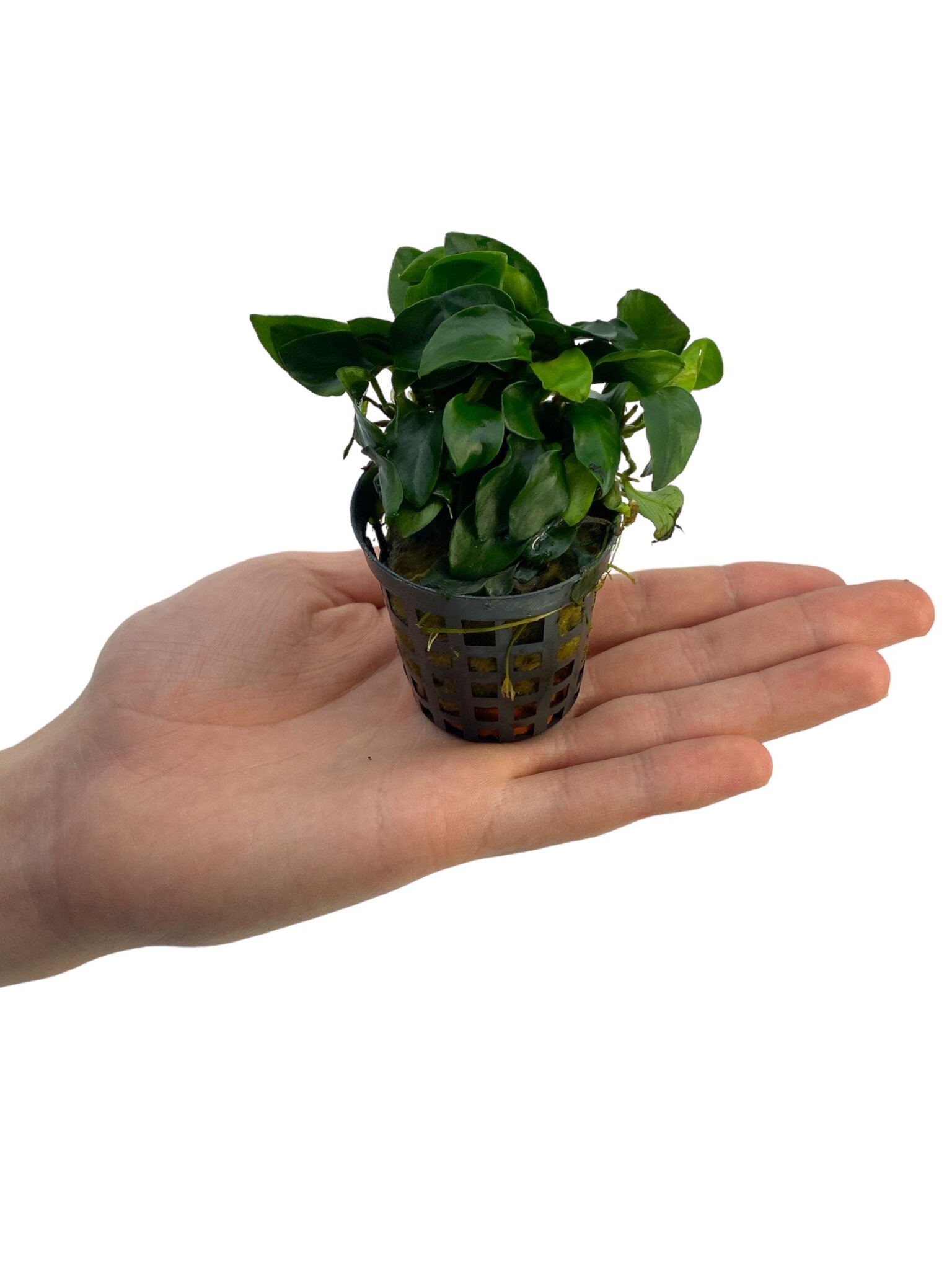 Anubias Nana Bonzai