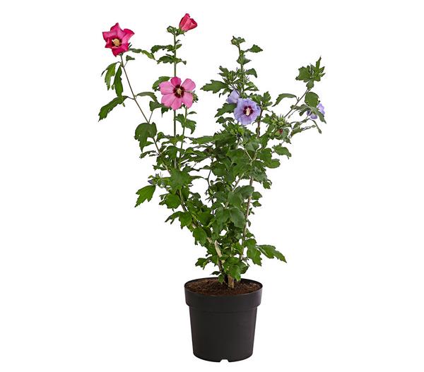 Hibiskus-Duo - Garten-Eibisch, verschiedene
