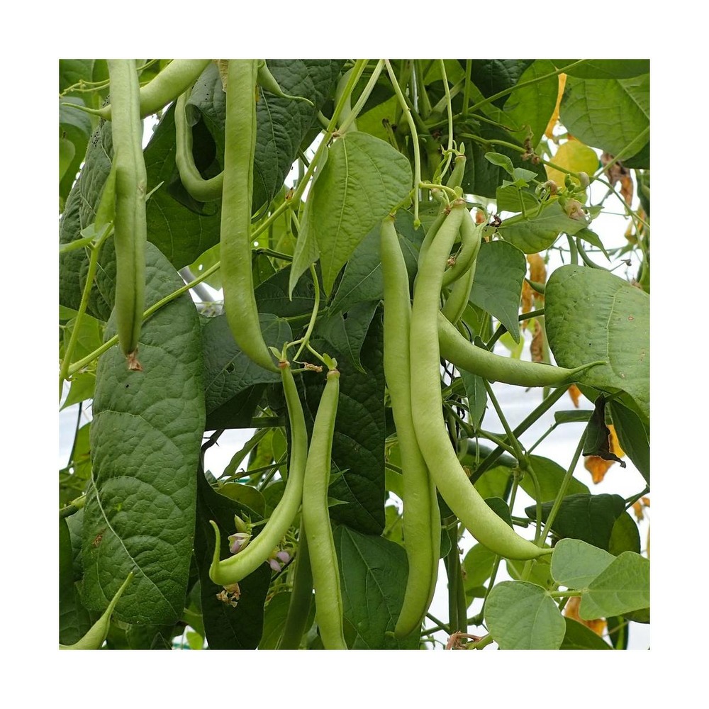 Graines de haricot nain mangetout tarot/phaseolus vulgaris nain mangetout tarot[-]sachet de 80 gr.