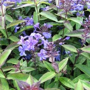 Vlambloem (Phlox paniculata 'Blue Paradise') D 9 H 10 cm