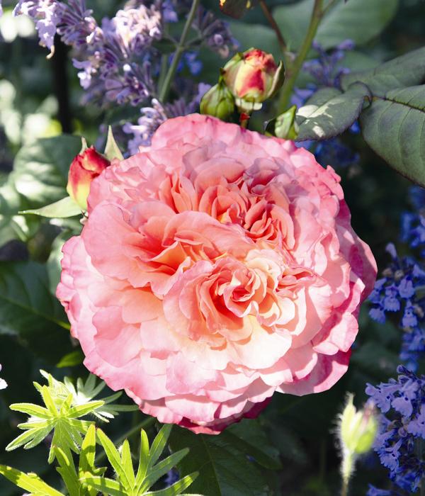 Edelrose 'Augusta Luise®'