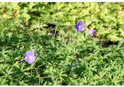 Ooievaarsbek (Geranium 'Orion') D 9 H 10 cm