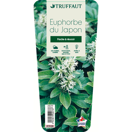 Euphorbe du Japon : godet vert