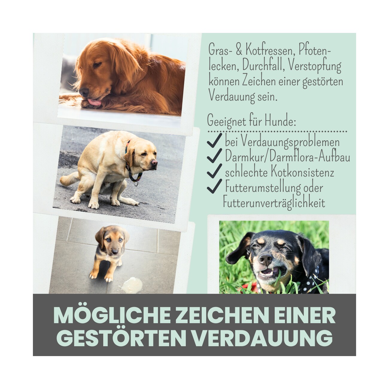 noms+ Verdauungsmix für Hunde als Probiotikum 150g