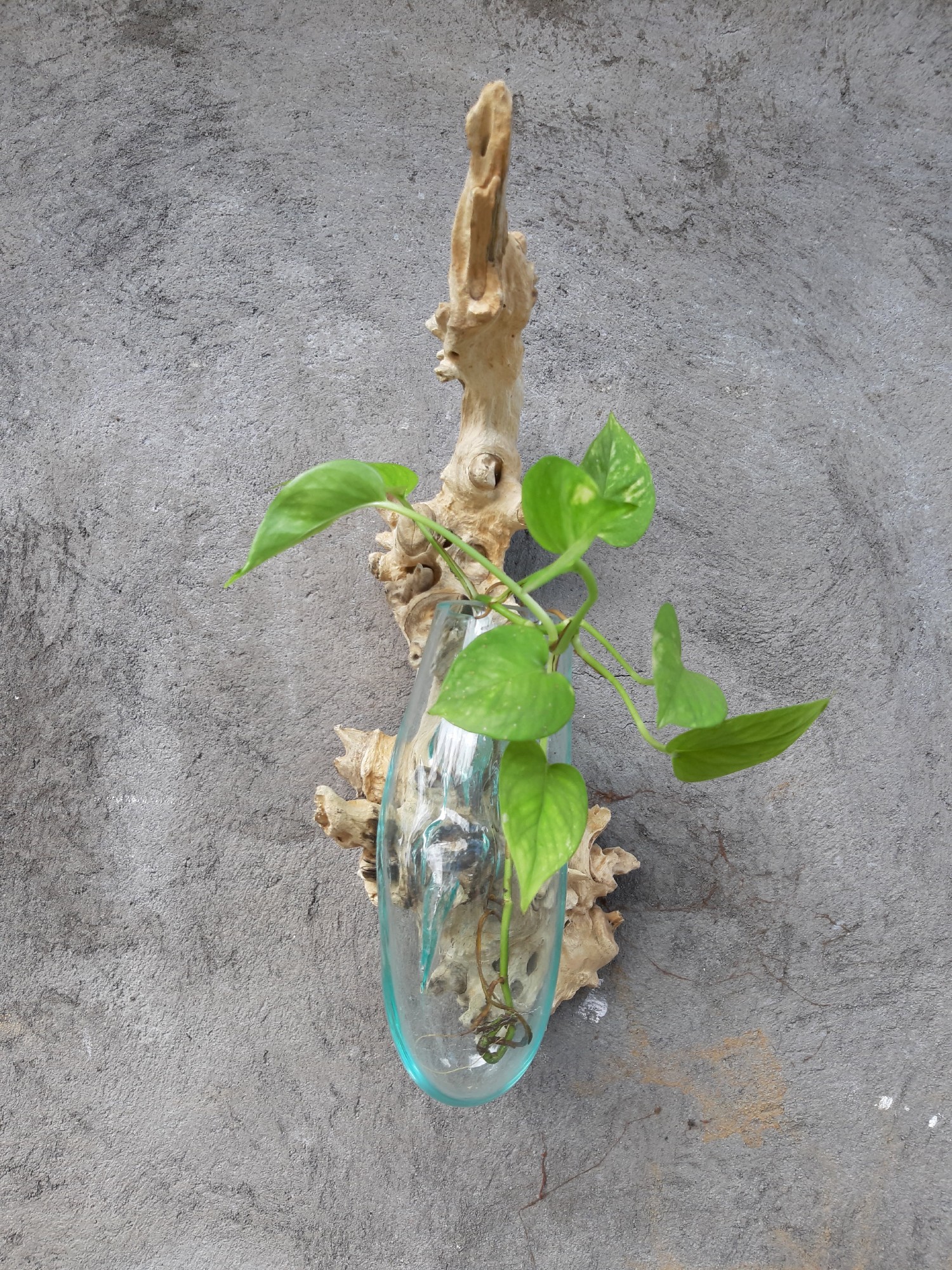 Wurzelholz-Glasvase Wandaufhängung, Größe 'M', B 12-15 cm, H 37-50 cm, T 20-22 cm von fischer's lagerhaus