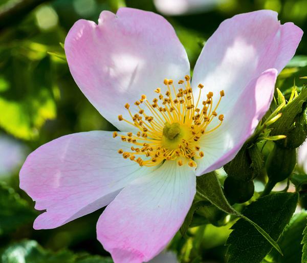 Hunds-Rose