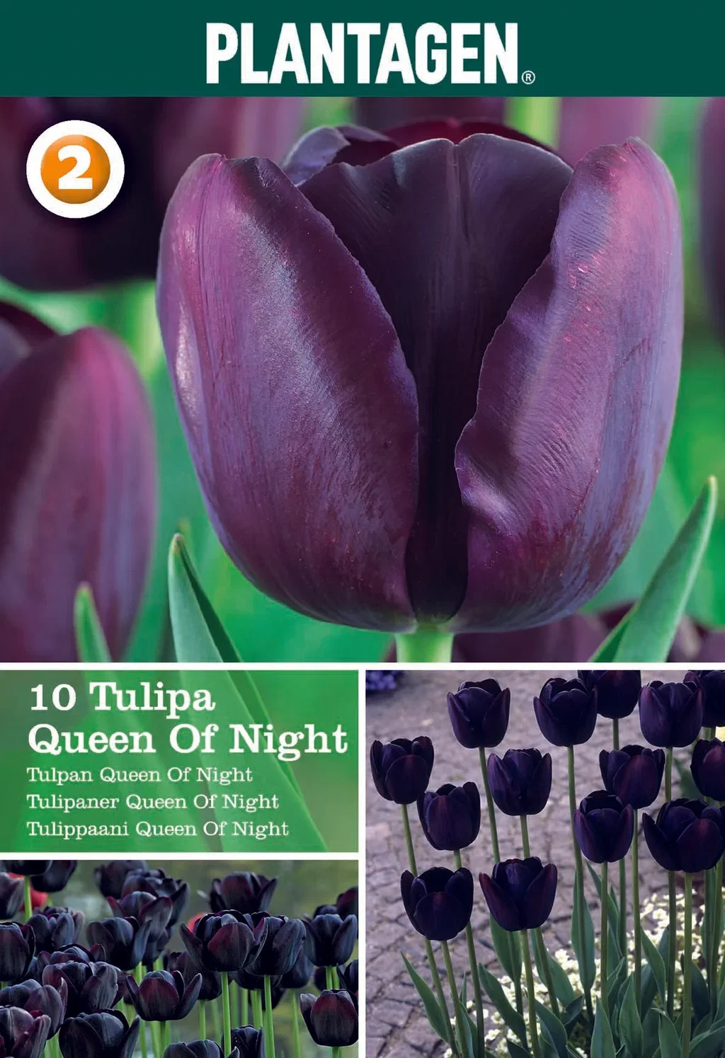 Tulipa gesneriana (Late singel flowering Group) 'Queen of Night' Tulipan 'Queen Of Night'