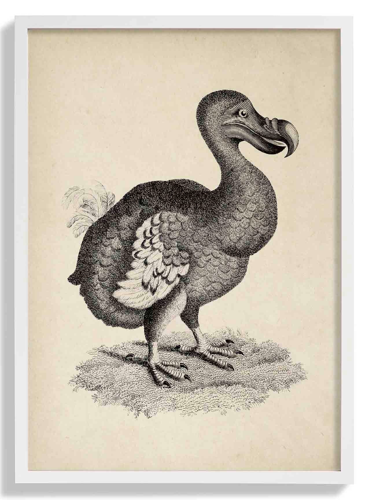 Antiker Dodo